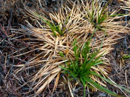 IMGP9859-Afbraendt greas